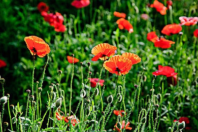 黄色软件网站下载3.0.3免费oppo版大全装扮讲解：汽车改装新作《极速装扮3.0.3》OPPO版今日上线，深度改装系统全面解析-2