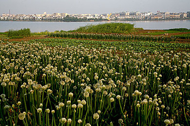 中国成人AV：霓虹夜幕下的龙华市，街头极速与命运狂飙-2