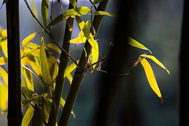 网站下载3.0.3免费oppo版大全装扮:极速改装王全新版本上线,打造个性化赛车新体验-3