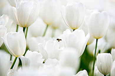 法国空乘2016：复古跑车穿梭巴黎云端，悬浮竞速新游颠覆想象-2