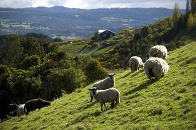 赵丽颖换脸大战金刚3:明星虚拟形象闯入巨兽世界,竞速求生揭开身份谜题-2