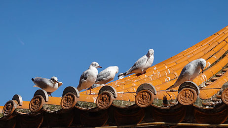 二人剧烈运动打扑克：极速狂飙与策略卡牌，赛道上的心理博弈对决-4