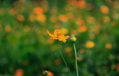 黄色软件下载3.0.3免费安装：极速狂飙全新版本上线，动态天气与深度调校颠覆竞速体验-4