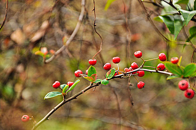 福瑞18+：兽人赛车手驾驭幻想赛道，硬核驾驶系统引爆竞速新潮流-3