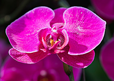 天堂中文a√8:东方极速幻想赛道,驾驶灵力赛车驰骋仙境-2