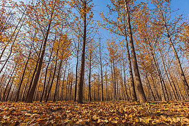 404禁止下载软件：极速逃脱赛博城，未来街头竞速挑战数字封锁新规-2