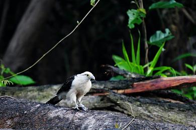 性多多：霓虹轨迹，车魂交织的都市传说-2