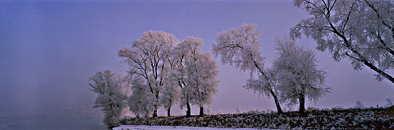 男生捅女生的软件大全：剑锋玫瑰，性别博弈中的策略交响诗篇-4