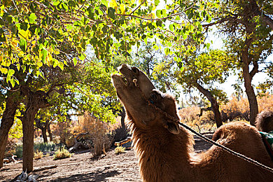 成人啊V：硬核赛车新作颠覆性登场，拟真驾驶挑战你的技术与心理极限-4