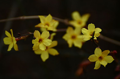农村伦BBw：田园经营新纪元，巨型载具改造开启农耕狂想之旅-2