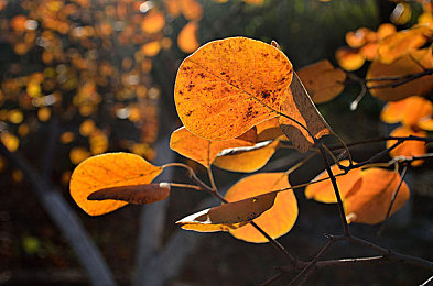 海贼王乔巴罗宾治疗毒素青春期：医者仁心破迷局，双星共航解奇毒-5