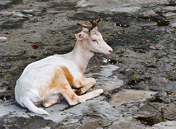裸女视频软件：虚拟偶像竞速游戏问世，双线操作革新驾驶体验-3