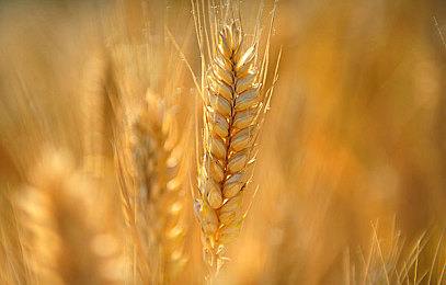 美女没有穿衣服软件：视觉幻影疾速追踪，赛车解谜揭开隐形真相-4