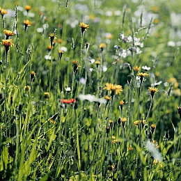 脱了老师裙子猛烈进入的软件：硬核竞速新作引爆热议，破解ECU解锁车辆性能成核心玩法-2