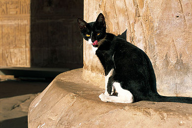 黄色软件下载3.0.3无限：极速代码隐藏改装彩蛋，解锁梦幻赛车的终极秘籍-2