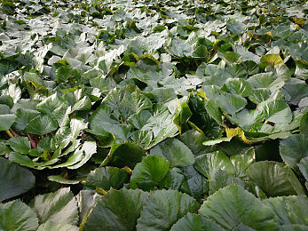 打扑克做剧烈运动：竞速卡牌新作狂飙扑克手上线，策略与极速融合引爆玩家热议-3