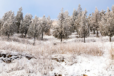 国产超级a：东方极速幻想崛起，2035年科幻竞速游戏融合国潮科技引热议