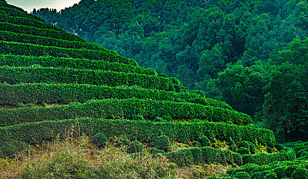 精东果冻传媒国产精品：疾驰于水墨霓虹间的幻想竞速之旅-2