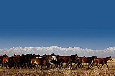 9.1抖音免费版pro 旧款：经典赛车数字重生，移动端复古竞速热潮再起