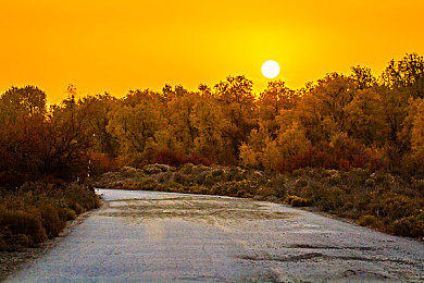 安全下载黄色软件：墨西哥地平线，驾驭经典黄驹的视觉与性能交响诗-3