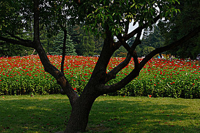 大香煮:极限竞速地平线5最新攻略,三步打造你的专属冠军座驾-2