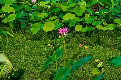 猎奇吃瓜网爆黑料AV：赛道秘闻，揭秘竞速游戏未公开档案与隐藏玩法探析-2