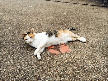 亚洲黄一区二区:霓虹夜巷与雾锁险峰,疾驰意志的终极试炼-3