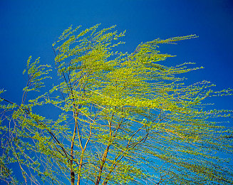 女人和公豬交内谢\\:末日狂飙,解锁机械师与改装战车的深度羁绊之旅-2
