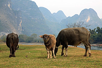 蜜桃香蕉：果香极速，奇幻赛道上的甜蜜漂移与战术狂欢