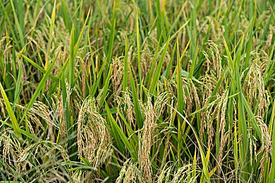 亲女让我进去了：废土车神与机械养女，破解车库密锁共赴末日征程-3