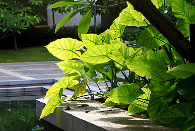 国产成人毛片AV：风驰电掣，极致视听与硬核改装的竞速盛宴