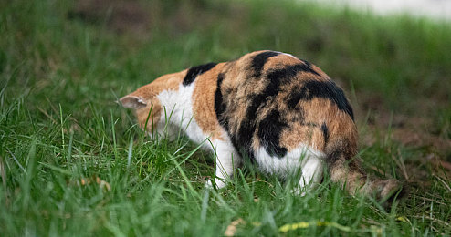 东北少妇和公豬交:荒诞求生新作,极端环境下的人性与机械羁绊-2