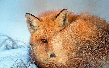 爱情岛AV论坛：未来都市竞速新作发布，虚拟社交赛道掀起策略狂潮