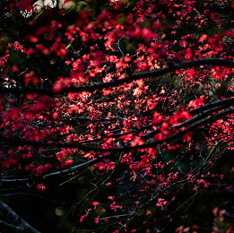 亚洲爱情岛论坛自拍品质:虚拟社交新作上线,视觉美学与情感经营巧妙融合-3