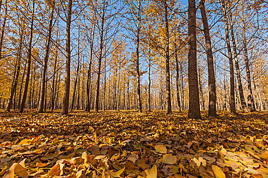 夜间十八款禁用软件app下载：暗夜车神隐藏黑市曝光，非法改装系统颠覆赛车游戏体验-5