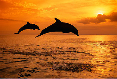 男人桶女人的肌肌:涡轮交响与肌体协奏,赛道上的动态生理学博弈-5