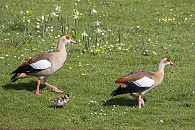 国产乱伦无码视频:华夏引擎,破晓东方的速度诗篇-3