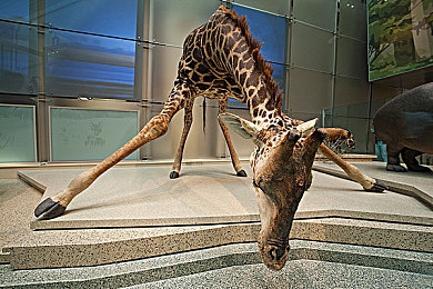 罗宾帮乔巴度过青春期：《航海王：极速海域》今日上线，角色羁绊驱动赛车成长新体验