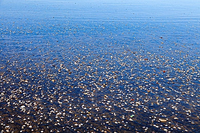 女人与公猪性交做爱全：钢铁驯服者，末日荒野的全地形共生征程-4