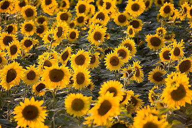 黄色3.0oppo免费安装下载大全:极速狂飙全新版本上线,畅享街头竞速快感与改装乐趣-3