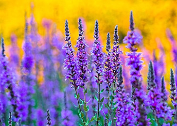 火辣辣福利社：《极品飞车：热度》评测，昼夜双模式引爆街头竞速狂潮-2