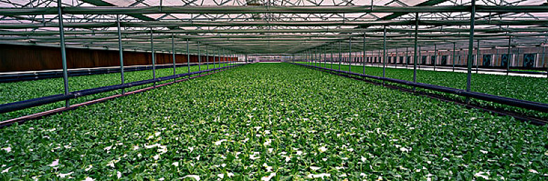 黄色搞基软件3.03破解版:极速基情破解版引热议,合作竞速游戏陷争议与攻略解析-4