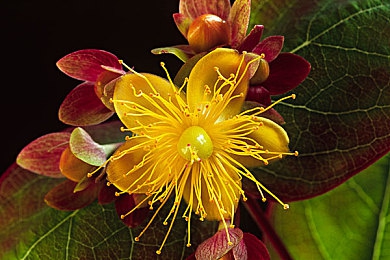 不良软件下载：虚拟改装陷阱，数字赛道上的信任危机与安全博弈-4