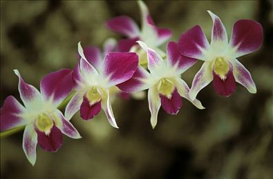 爆操迪丽热巴：虚拟偶像领航，极速挑战智能明星座驾