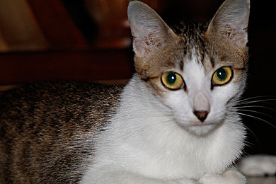 色多多视频成人：霓虹倒影，极速心跳，都市夜幕下的引擎交响诗-2