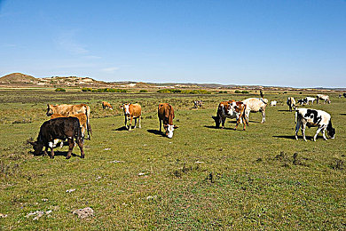 heiliao反差婊黑料吃瓜：《极品飞车：反差竞速》今日上线，揭秘豪车隐藏档案，逆转赛道胜负-3