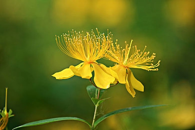 亚洲女人毛毛多毛耸耸:东方神话开放世界,驯兽生存冒险之旅-5