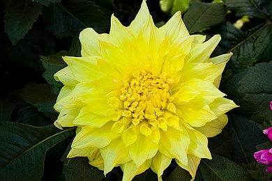 麻豆传媒台湾：虚拟偶像赛车手养成新作发布，融合经纪公司与竞速玩法-4