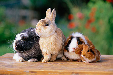 打扑克不盖被子又叫又叫:今日上线,街头竞速新作引爆无保留极速对决-4