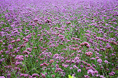 性别自由性别成熟：夜之城角色塑造新高度，自定义选择如何影响你的驾驶与冒险之旅-2